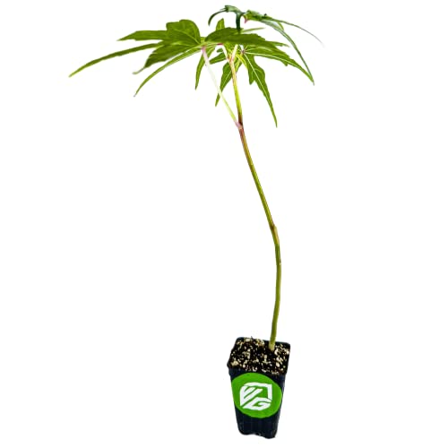 Chief Kubo's Prize South Sea Salad Tree (Bele Tree) Live Plant - Abelmoschus Manihot- Wellspring Gardens Salad Tree Starter Plant - Live Vegetable Plant - Ideal For Outdoor & Indoor Planting #TOP1