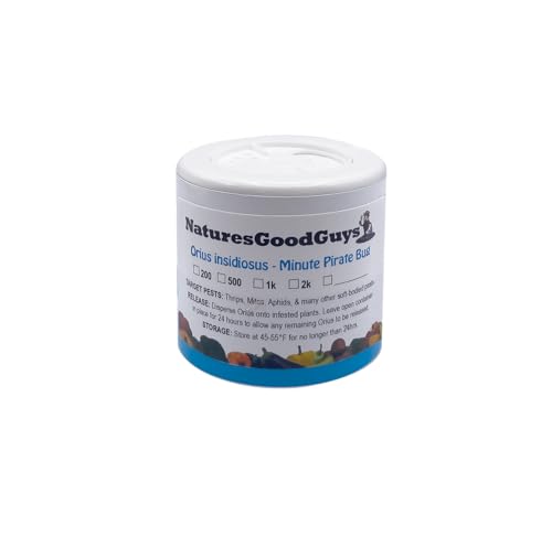NaturesGoodGuys 500 Orius Insidiosis - Minute Pirate Bugs for Thrips, Aphids, Whiteflies, Mites, Moth Eggs in All Ages, Adults, Children, Farmers, Gardeners, Greenhouse Owners