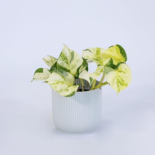 Pianta vera di Pothos aureum Manjula - Diametro Vaso Ø 12 cm