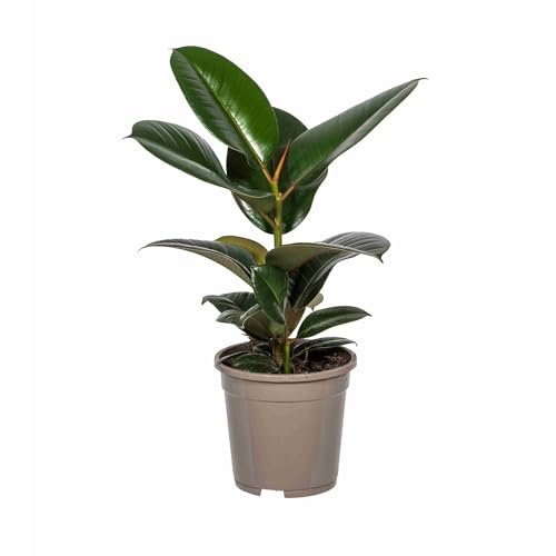 Ficus Elastica Robusta - 50-60cm - Ø17cm - Pianta d'appartamento - Sempreverde