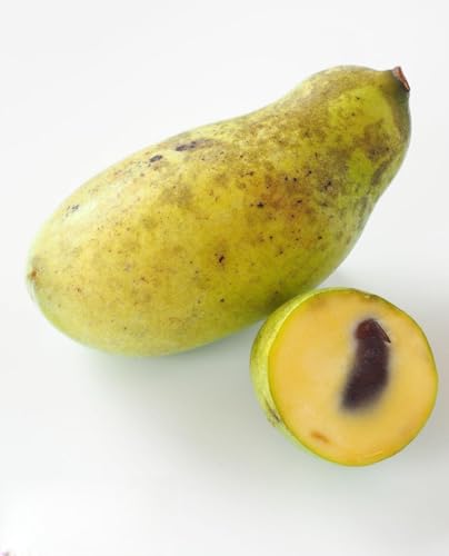 Pianta di ASIMINA TRILOBA – Banano di Montagna ‘SUNFLOWERS’ in vaso - h. 20/30 cm