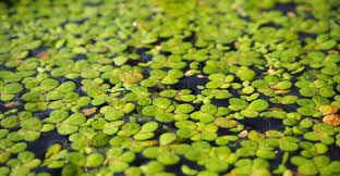 Duckweed plants live for aquarium, Aquarium live duckweed plants (pack of 600) (B0CPWBHJ8S) Amazon Price History, Amazon Price Tracker