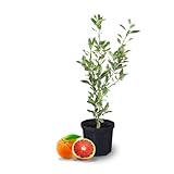 Cara Cara Orange Tree, 2 to 3 Ft in Height, Potted Red Orange Fruit Tree for Planting Indoor Outdoor Garden, Citrus, 3 Gal Pot, No Shipping to CA