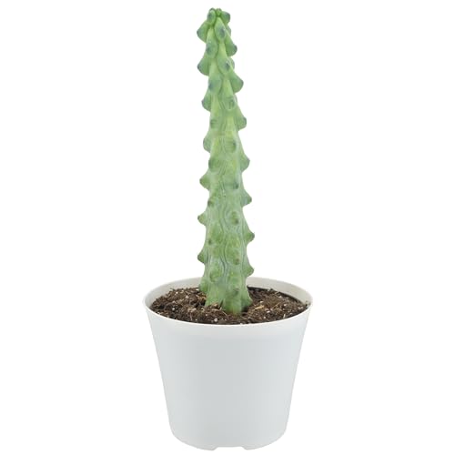 Arcadia Garden Products LV76 4" Boobie Cactus Rare Live Indoor