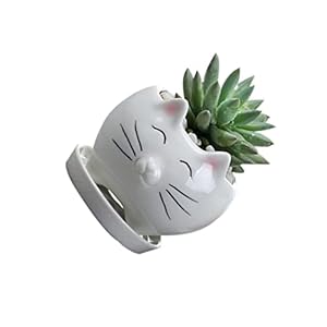Generic Leuke Kat Keramische Sappig Planter Potten Met Planten Container Base Desktop Bloempot Cactus Planter Schattig