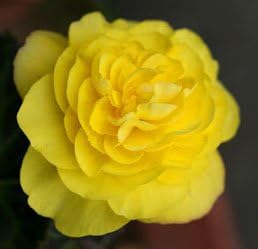 2 Non Stop Yellow Begonia, Fresh Blooming Sized Bulbs, Nice addition to your Garden, Unique Color