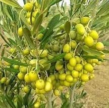 Uniquetree Jalpai Live Plant (Indian Variety Healthy Rare Plant With Pot) Kalam Plant (B0C2P7DMB7) Amazon Price History, Amazon Price Tracker