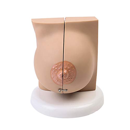 FHUILI Brust Anatomisches Modell - Human Organ Anatomie Modell - Weibliche Brustmodell - Medizin Anatomische Pathologische Brustquerschnitt Anatomisches Modell - Studie Teaching Medical Modell,C