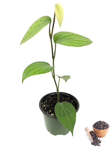 Image of BLACK PEPPER PLANT OUTDOOR GARDEN LIVE ORGANIC HYBRID FRUIT /GOLMORICH PLANT