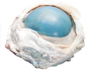 Anatomy Lab Preserved Cow Eye Specimen for Dissection