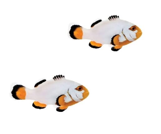 2-Pack Platinum Clownfish &ndash; Tank Bred, Reef Safe Live Saltwater Aquarium Fish &ndash; Peaceful Pair...