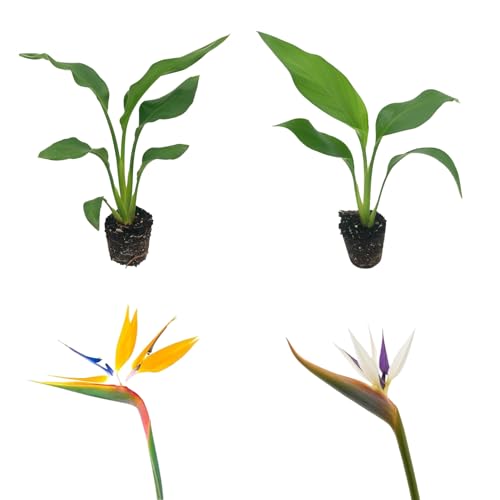 Live Orange & White Birds of Paradise Plant Variety - Birds of Paradise Strelitzia nicolai - ragnaroc Tropical Plant 6-10 Tall - 2ct - Live Arrival Guaranteed - House Plants for Home Decor & Gift