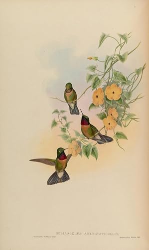 Impression sur toile Heliangelus Amethysticollis de John Gould - Peinture moderne de prestige