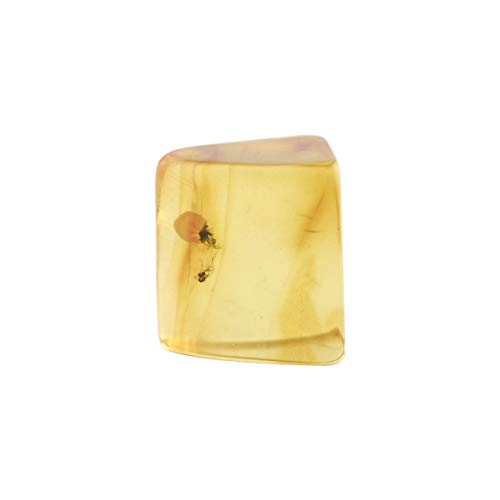 Starborn Baltischer Bernstein mit Insekteneinschluss – einteilig