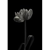 ArtDirect Tulip Mania Unframed Art Print Giclee Poster by Gronkjar, Lotte - Ready for Framing with Customization Sizes 7x10, 10x14, 14x20, 24x35, 33x48, and 42x60 Inches