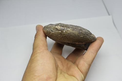 Image of Ammonite Fossil Cretaceous Fossils Fossils from Morocco Fossil Rock Ammonites Fossil A302