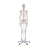 ✔ LEBENSGROß - Mit der Größe von ca.180 cm bildet dieses Modell eine nahezu perfekte Abbildung des menschlichen Skeletts ab
