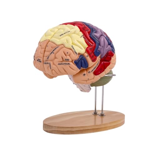 YQW 脳モデル 人体模型 脳模型 脳神経構造解剖モデル 2倍拡大デラックス 取り外し可能解剖学の教育と研究 学校 病院 教材 (A)
