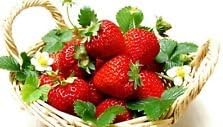 Everbearing Ozark Beauty Strawberry Plants 20 Bare Root Plants - TOP PRODUCER