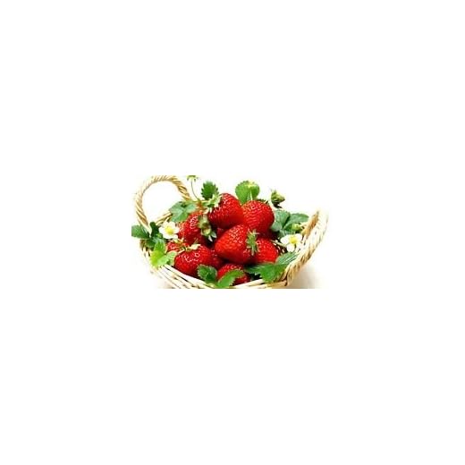 Everbearing Ozark Beauty Strawberry Plants 20 Bare Root Plants - TOP PRODUCER