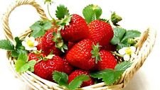 Everbearing Ozark Beauty Strawberry Plants