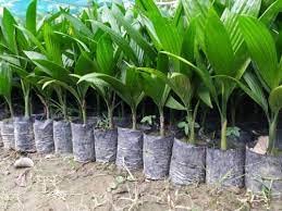 GREEN ISLAND Betel Nut Palm Plant Pack of 2 in Pot (B0B2MHR27Q) Amazon Price History, Amazon Price Tracker