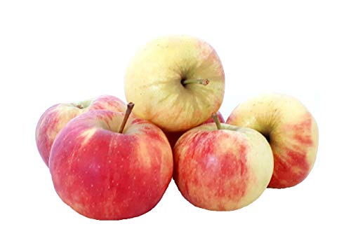 Äpfel Elstar vom Bodensee fein-säuerlicher Apfel 1-10 KG (2) Cover