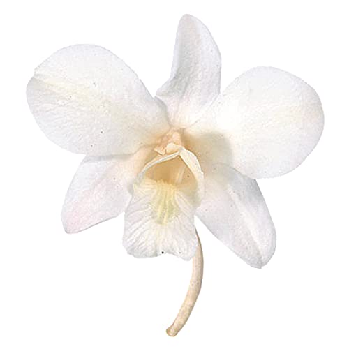 大地農園 プリザーブドフラワー デンファレ ピュアホワイト 約花径3.5~6.0cm 8輪入 DO002390-010（Amazon）