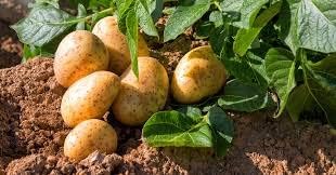 Potato seeds hybrid, Hybrid seeds for potato, Seeds for potato hybrid ( 7 seeds )
