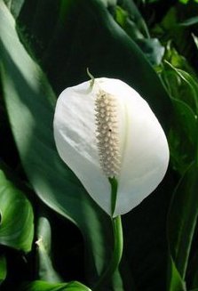 Bonsai Boy'S Flowering Peace Lily Bonsai Tree Spathiphyllum thumb #1
