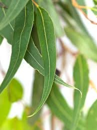 Lemon-Scented Gum Tree - Eucalyptus Citriodora - 20 Seeds
