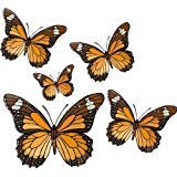 Five Brown & Orange Butterflies - Etched Vinyl Stained Glass Film, Static Cling Window Decal