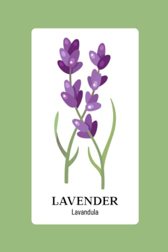 Lavender Lavandula