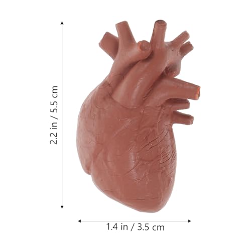 COHEALI 8 Stück Menschliche Organe Modell Set | Anatomie Modell für Kinder | Realistische Herz Gehirn Lunge Leber Lernspielzeug für Schule und Dekoration