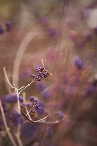 AttractionOil.com Women's - Lilac & Gooseberry Scented Pheromone Oil (Roll On)