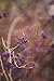 AttractionOil.com Women's - Lilac & Gooseberry Scented Pheromone Oil (Roll On)