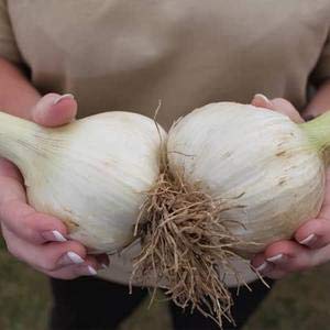 Carbeth Plants Elephant Garlic Bulb - 3 Large Cloves