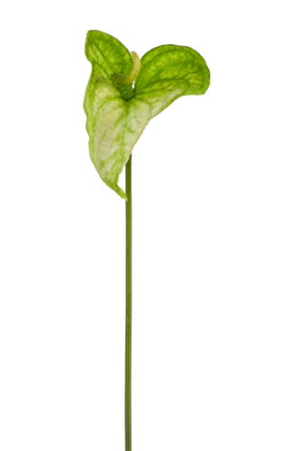 Express Flor 4 anthuriuns Artificiales Cover