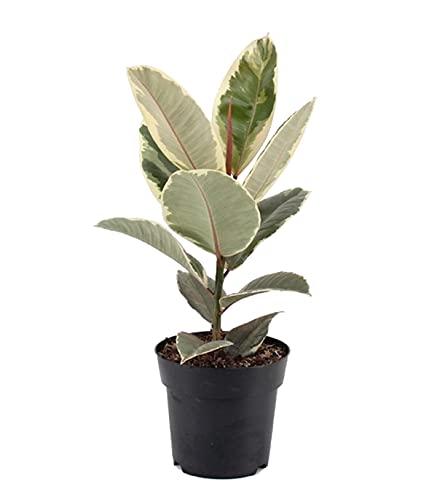 DECOALIVE Ficus Elastica Variegata, Ficus Tineke o Ficus Robusta Variegado Planta Natural, 8436601571816