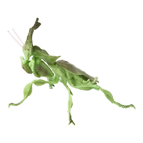 Amazon | いきもの大図鑑ミニコレクション 昆虫02 「ゴースト