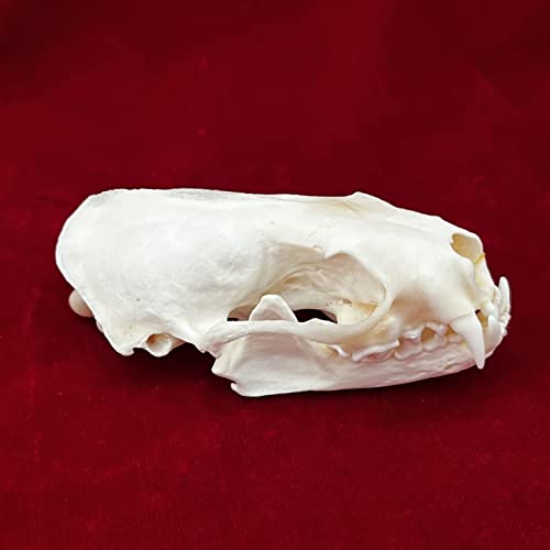 image for CLLOEAT Taxidermy Real Animals Skulls, Real Bones Specimen, Taxidermy 