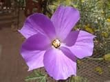 Seeds Alyogyne Huegelii | Blue hibiscus | 20_seeds: Only Seeds
