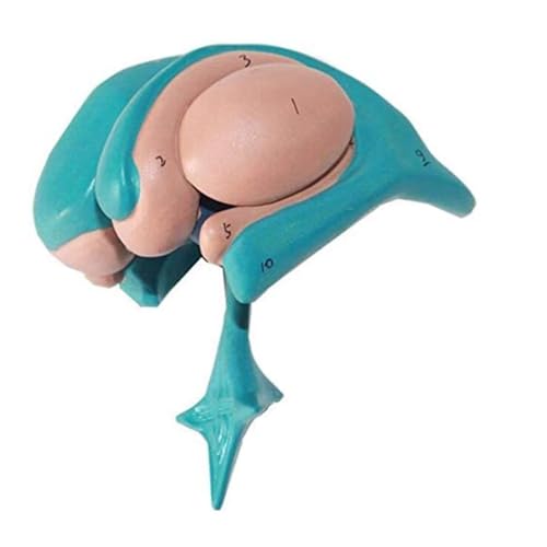 Modelo De Ganglios Basales del Cerebro Modelo De Tálamo Núcleo Caudado Amígdala Tálamo Núcleo Lentiforme Modelo De Anatomía del Cerebro Modelo De Núcleo Basal del Cuerpo Humano Ganglios