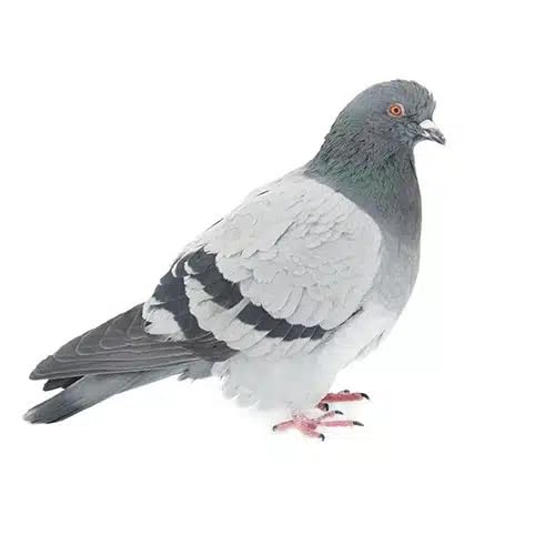 Repelente para Aves | Modificador de conducta | Granulado | Ornistop 200 bolsitas |