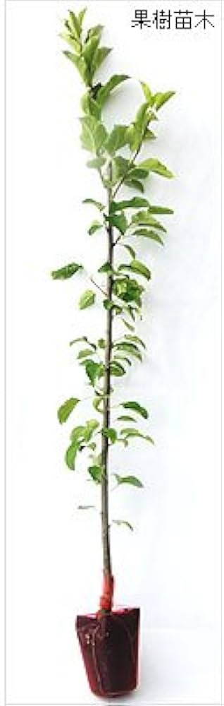Amazon | 青リンゴ(林檎)苗木 王林（矮性台木） 接木1年生苗 | 果物