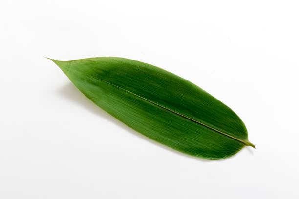 Lot de 100 feuilles de bambou authentiques et fraîches pour créations artisanales - 3