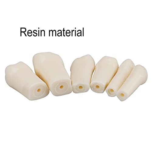 Dental Simulator Manikin Phantomkopf für Übungen, Training, Studium, Typodont Modelle mit abnehmbaren Zähnen (28 Zähne)