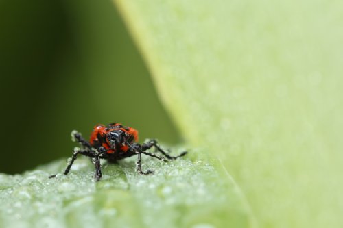 Tamron SP 90 mm F/2,8 Di USD Makro-Objektiv 1:1 für Sony schwarz – Bild 4