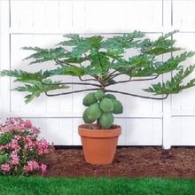 Creative Farmer Fruit Seeds Papaya Indian Beauty Fruit Seeds Finest 50 Seeds Exotic Plant Fruit Seeds Fruit Seeds Garden Pack (B075PWV531) Amazon Price History, Amazon Price Tracker