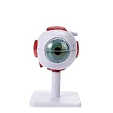 Human Eye Anatomy Model, 3X & 6X Enlarged PVC Figure Model with 8 Detachable Parts, Anatomy Study Tools for The Human Body, Anatomia Humana Model(6 Times)
